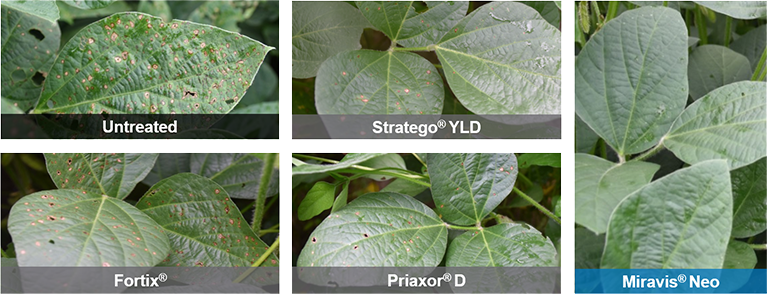 Miravis Neo soybean fungicide provides better frogeye leaf spot control than older soybean fungicides in an Illinois soybean fungicide trial.